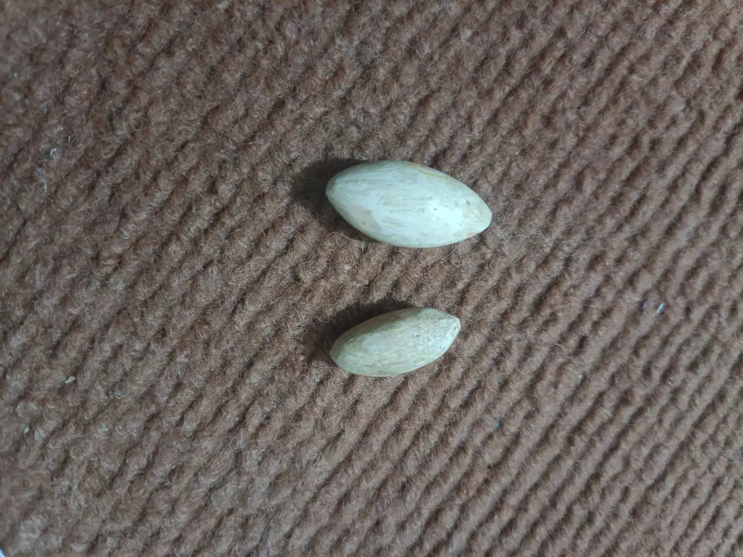 مهره|کلکسیون اشیاء عتیقه|گالیکش, |دیوار