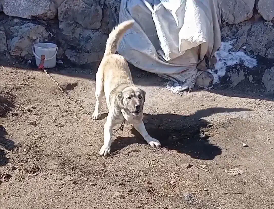 سگ سرابی نرنگهبانی ۳ساله|سگ|هیر, |دیوار