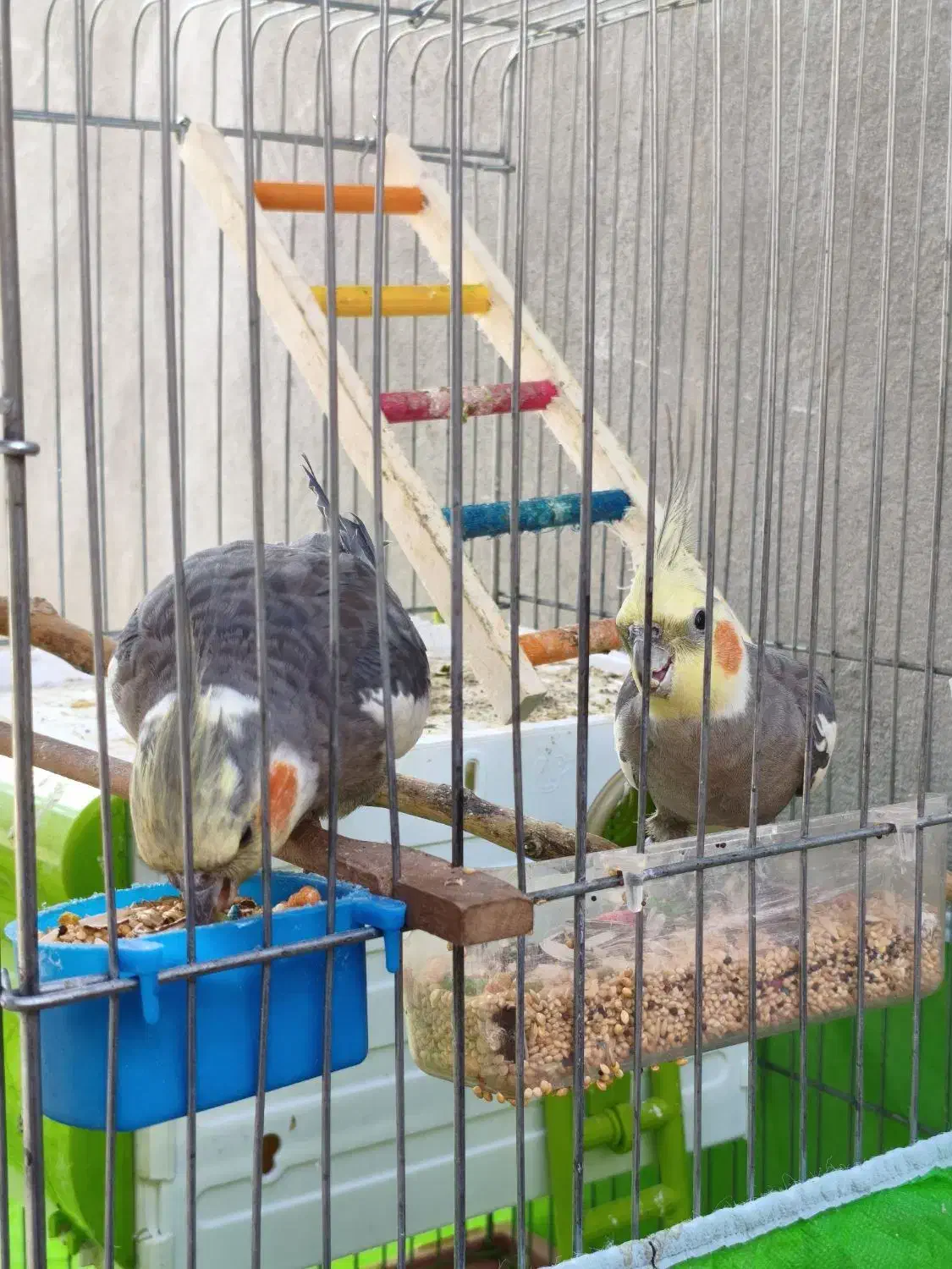 دو عروس هلندی فول اهلی با قفس کاسکویی و وسایل|پرنده|پیرانشهر, |دیوار