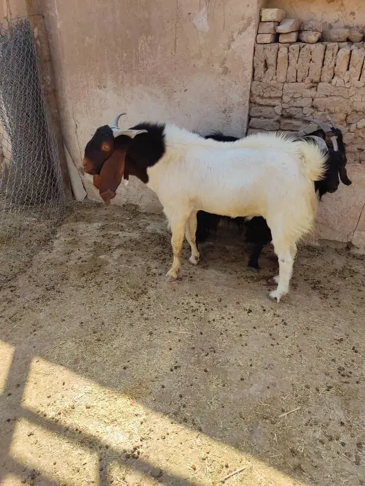 فروش کهره چبش تالی اصل|حیوانات مزرعه|جهرم, |دیوار