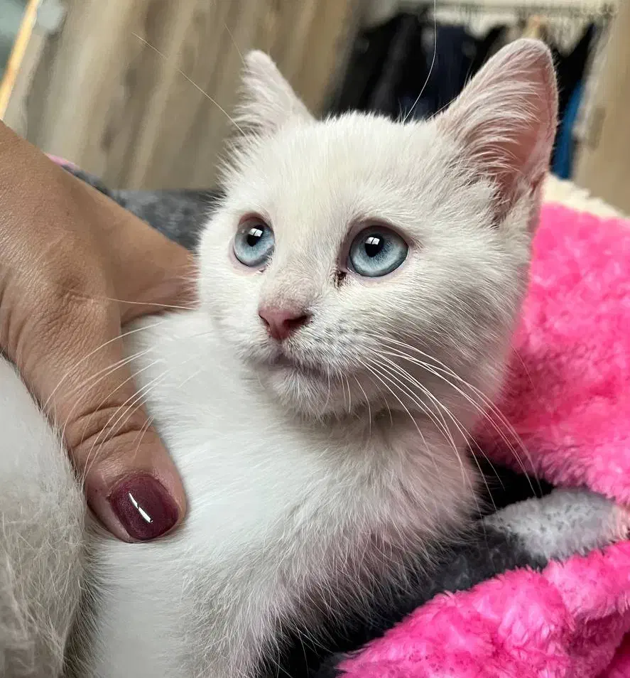 گربه پرشین بریتیش سفید چشم آبی(واگذاری نیست)|گربه|گلستان (تهران), |دیوار