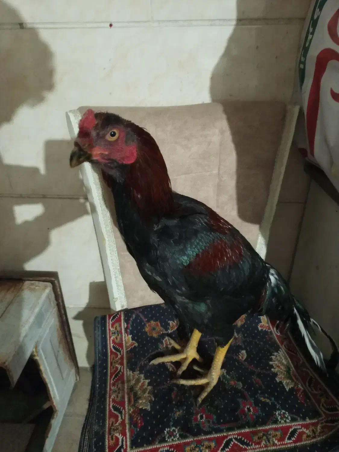 مرغ و خروس لاری|حیوانات مزرعه|ماهدشت, |دیوار