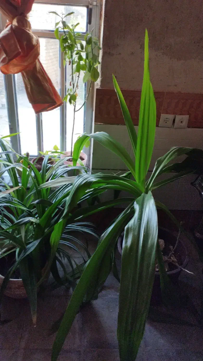 فروش گل‌های آپارتمانی|گل و گیاه طبیعی|فیروزآباد (فارس), |دیوار