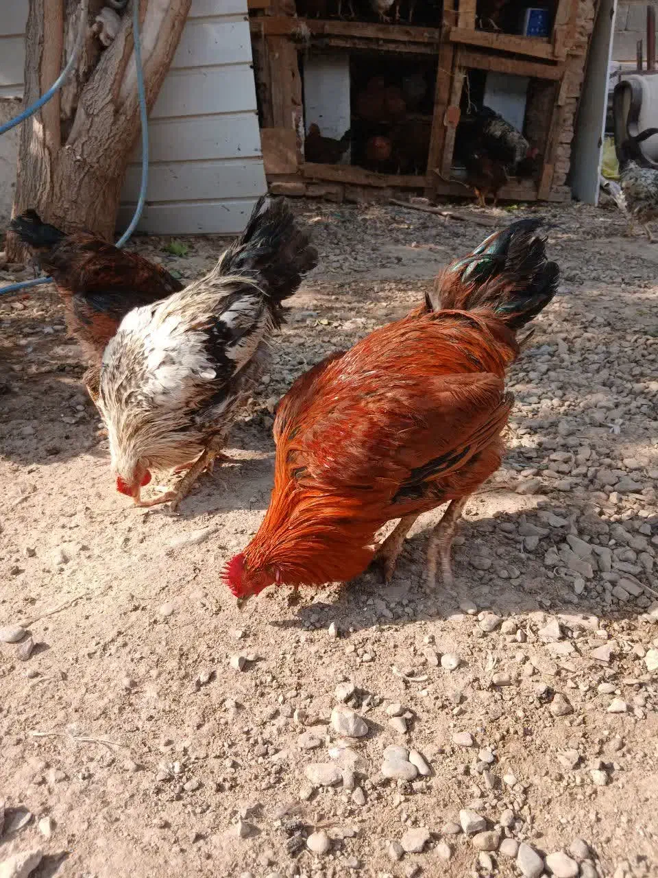 فروش مرغ وخروس گلپایگان|حیوانات مزرعه|پاکدشت, پاکدشت (مامازند)|دیوار