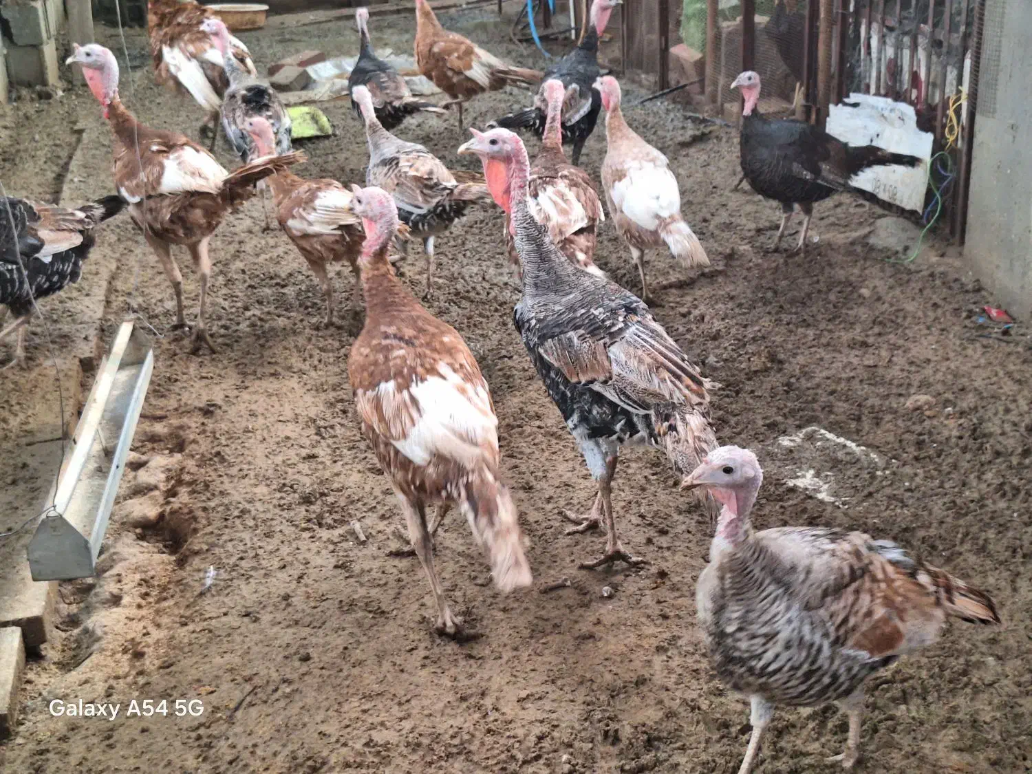 بوقلمون|حیوانات مزرعه|اهرم, |دیوار