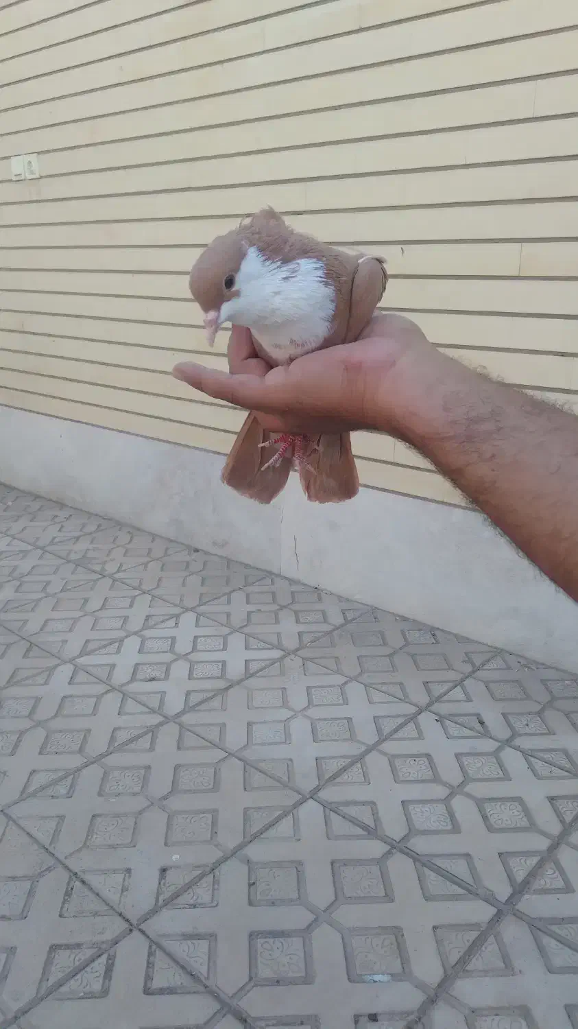 یک جفت زرد رسمی|پرنده|کرمان, |دیوار