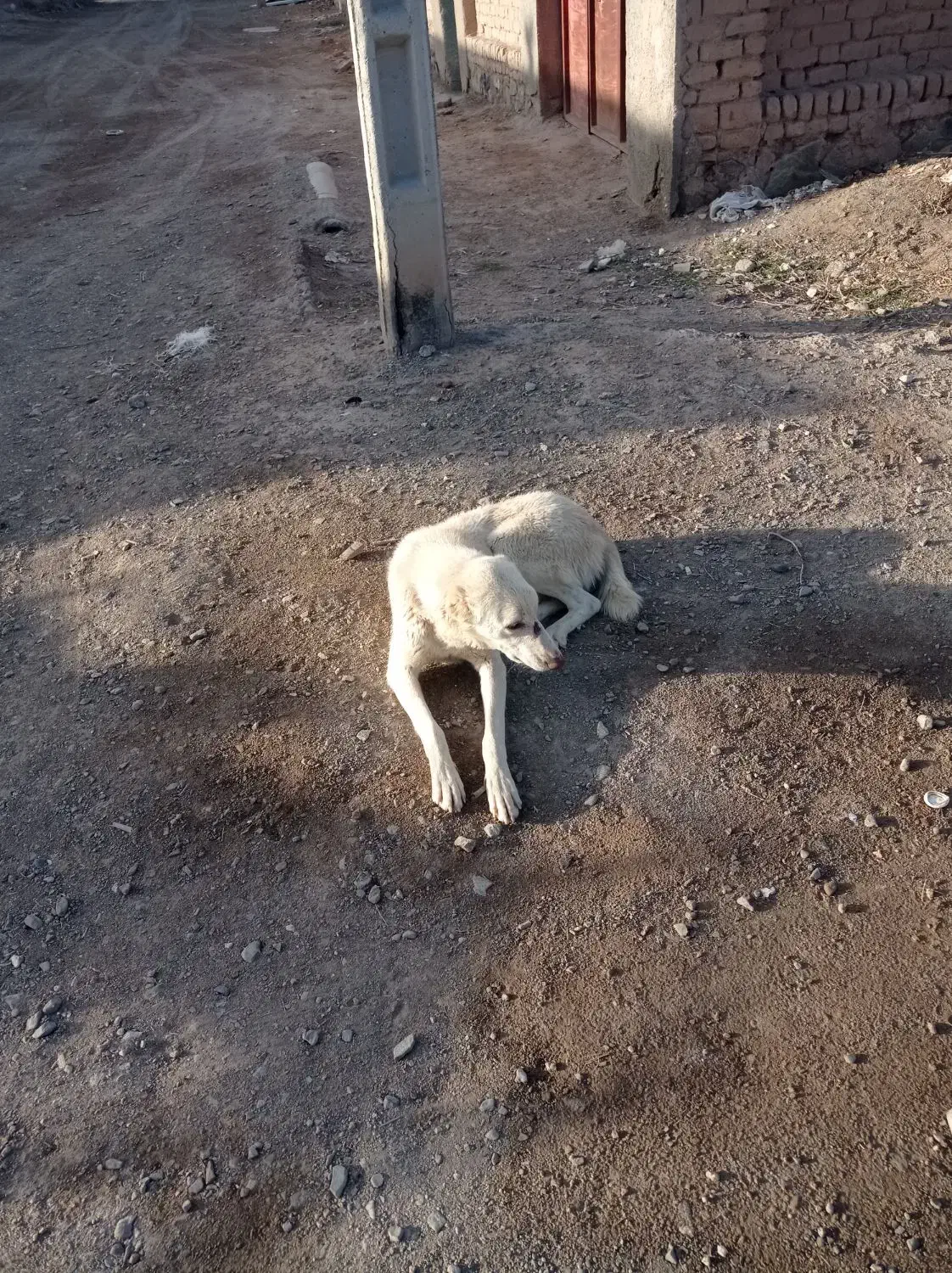 سگ گله ای|سگ|درمیان, |دیوار