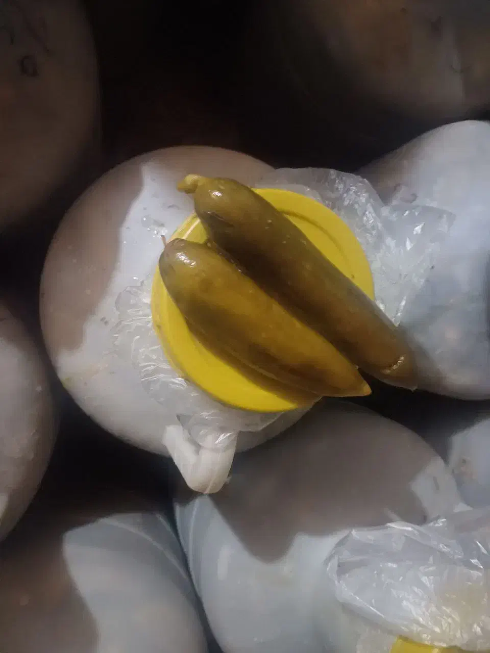 خیارشور نول و ویژه با بهترین عطر و طعم|خوردنی و آشامیدنی|بستان آباد, |دیوار