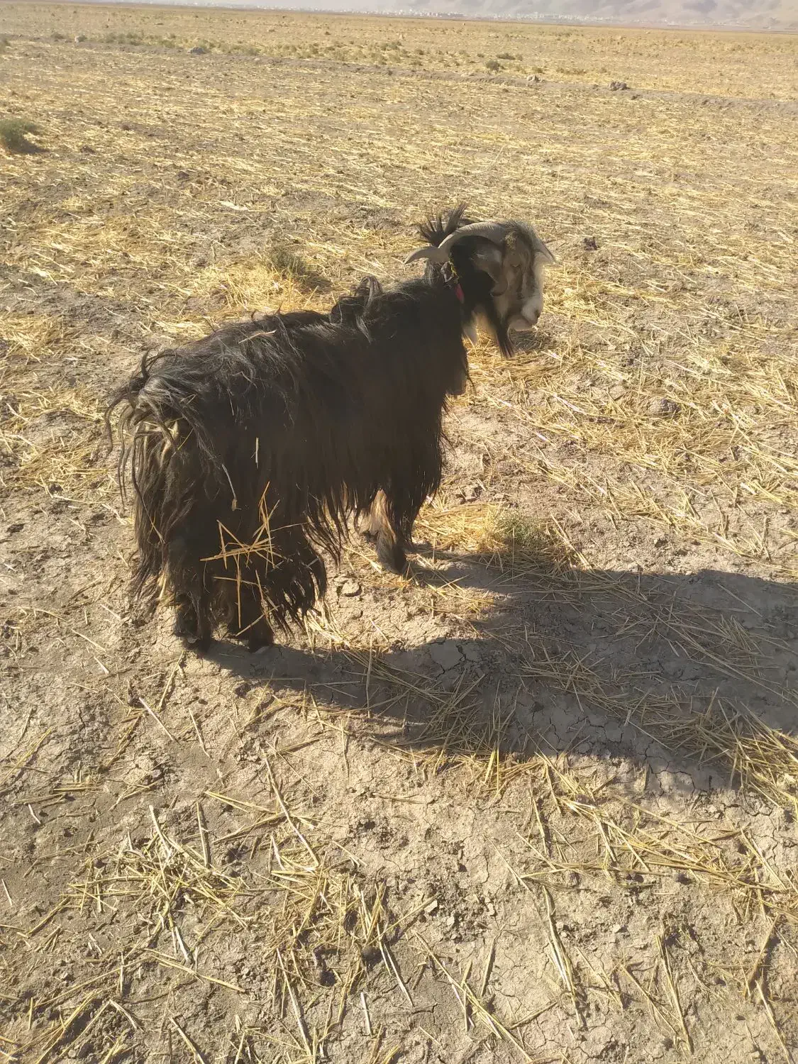 دوبراخته جلورونترس|حیوانات مزرعه|ایذه, |دیوار