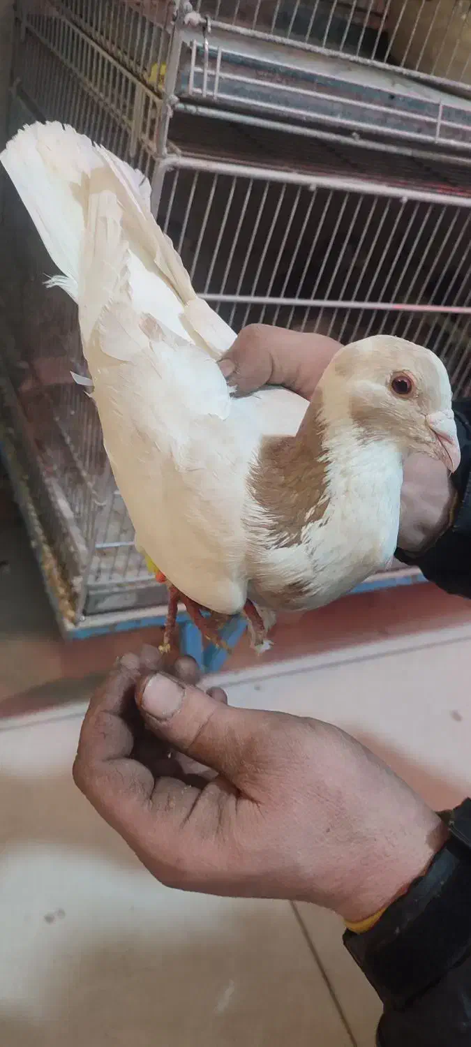 کله هما وابلغ|پرنده|شیروان (خراسان), |دیوار