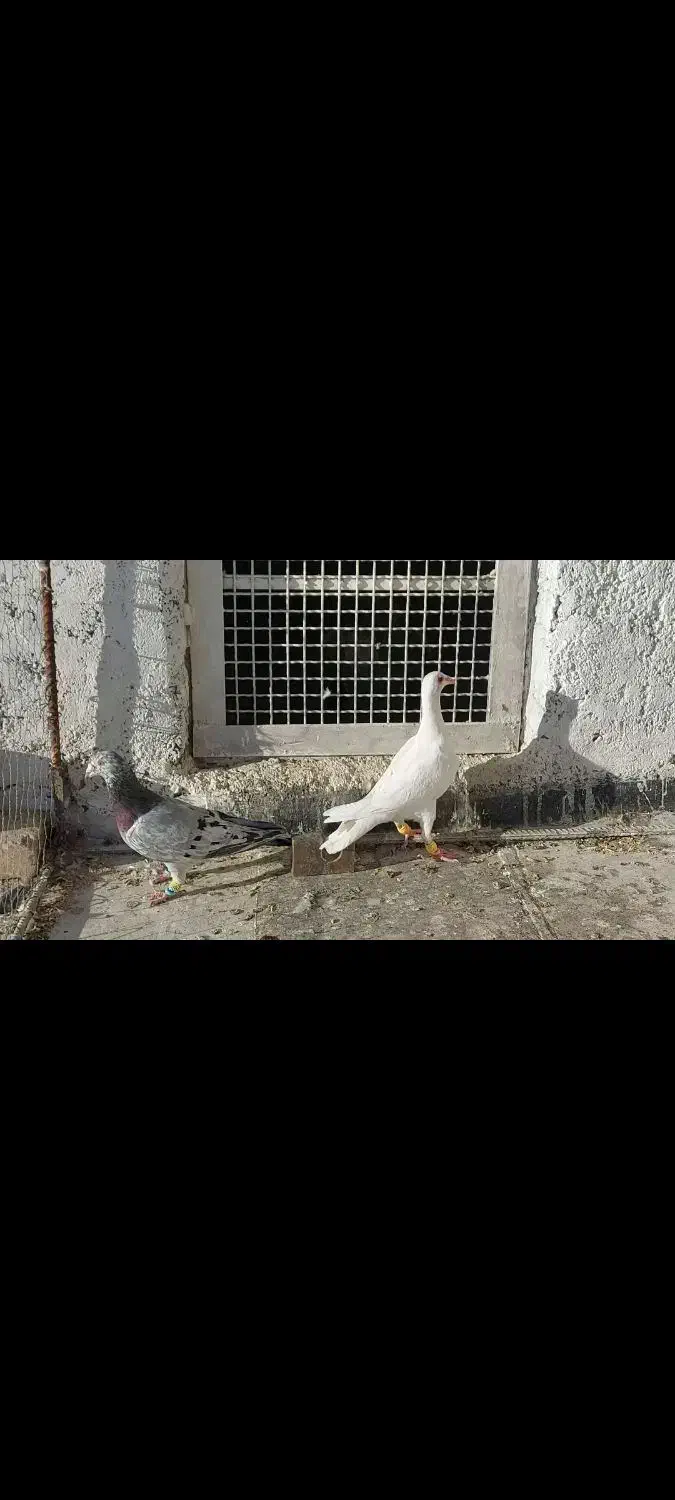 کبوتر هفترنگ و سفید|پرنده|ضیاء آباد, |دیوار