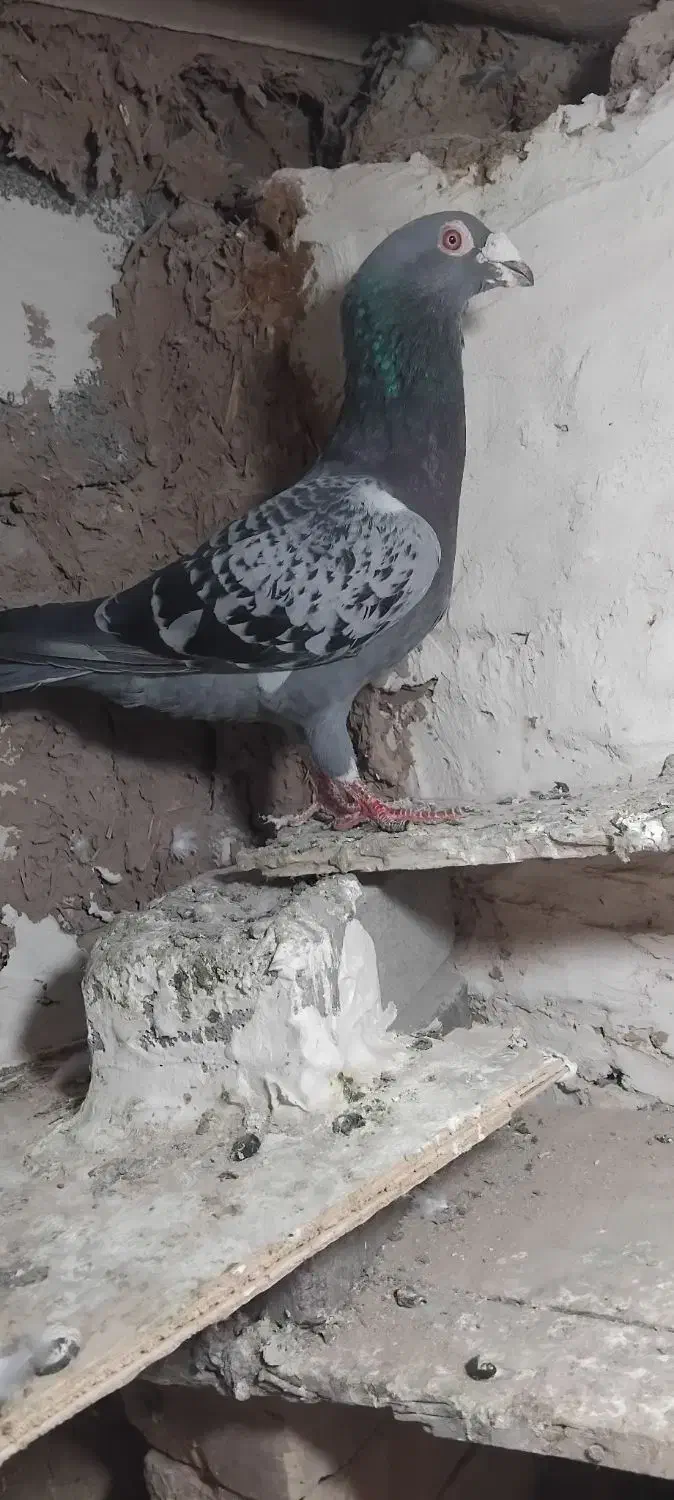 کفتر پولک نر پرشی|پرنده|پائین جام, |دیوار