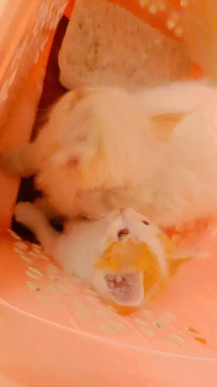 گربه کوچک|گربه|تهران, آرژانتین|دیوار