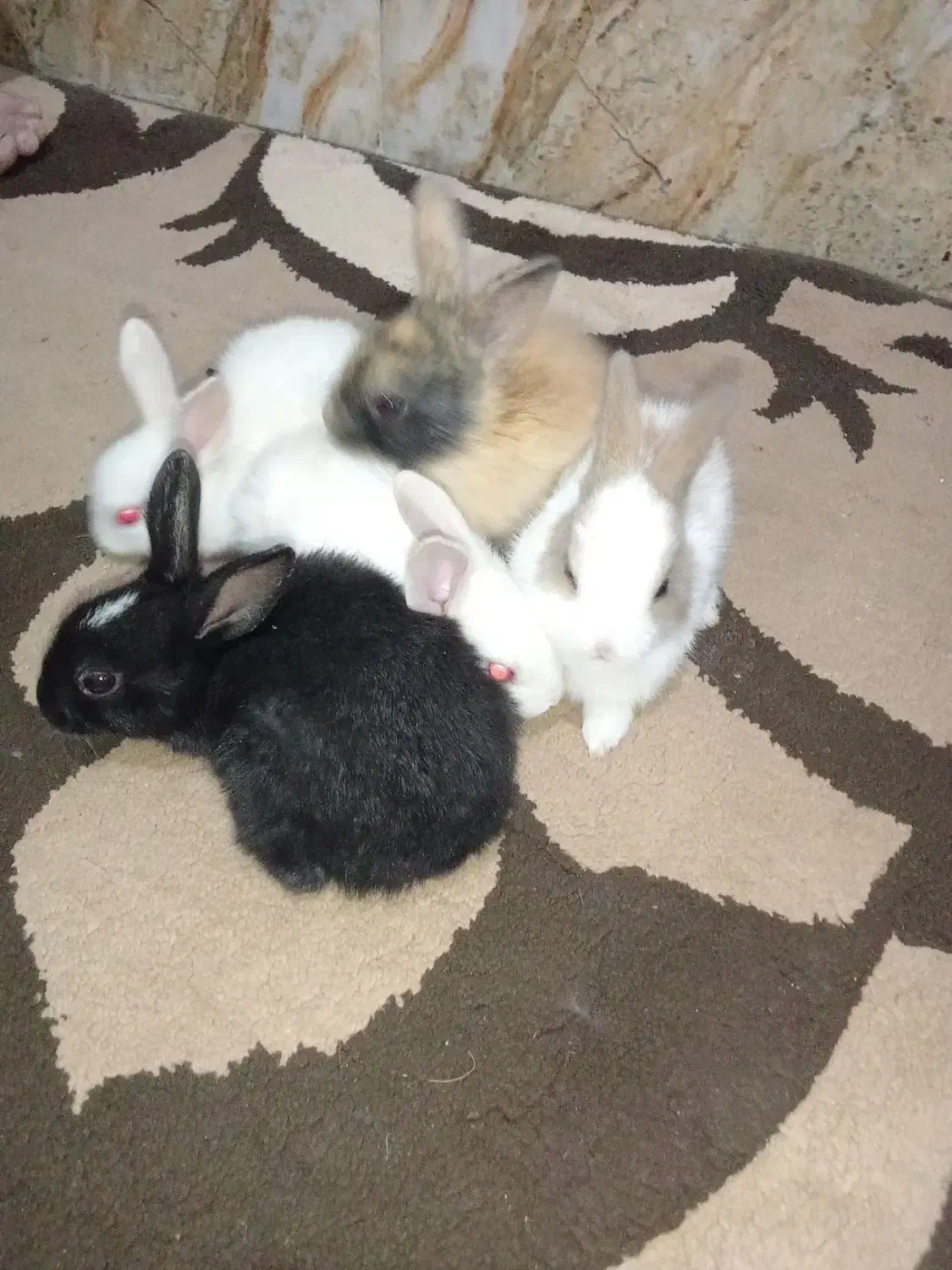 سلام چند عدد خرگوش صحیح و سالم به فروش می‌رسد|موش و خرگوش|آبادان, |دیوار