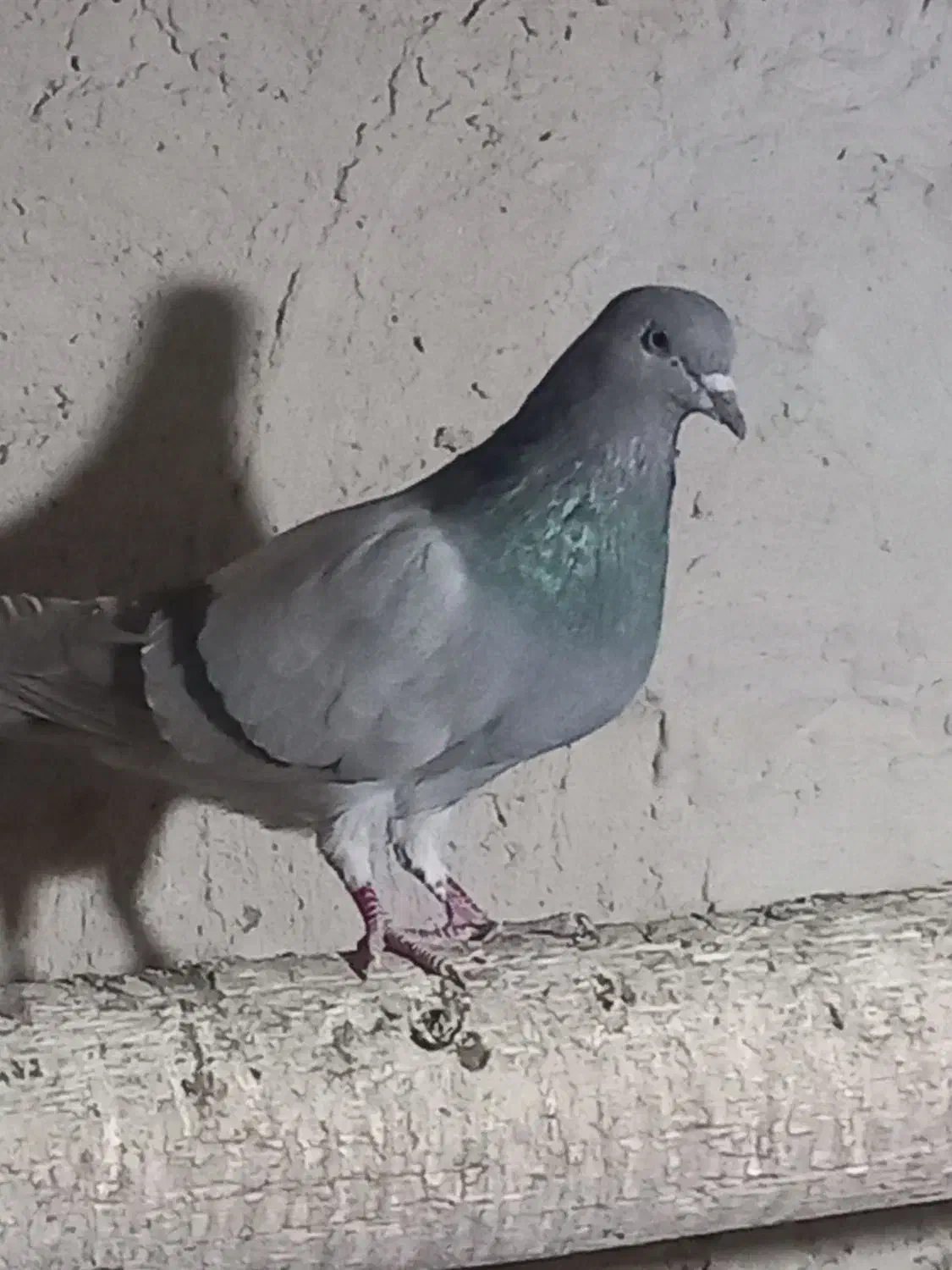 نر‌فیروزه‌ای‌پاک|پرنده|اصفهان, باتون|دیوار