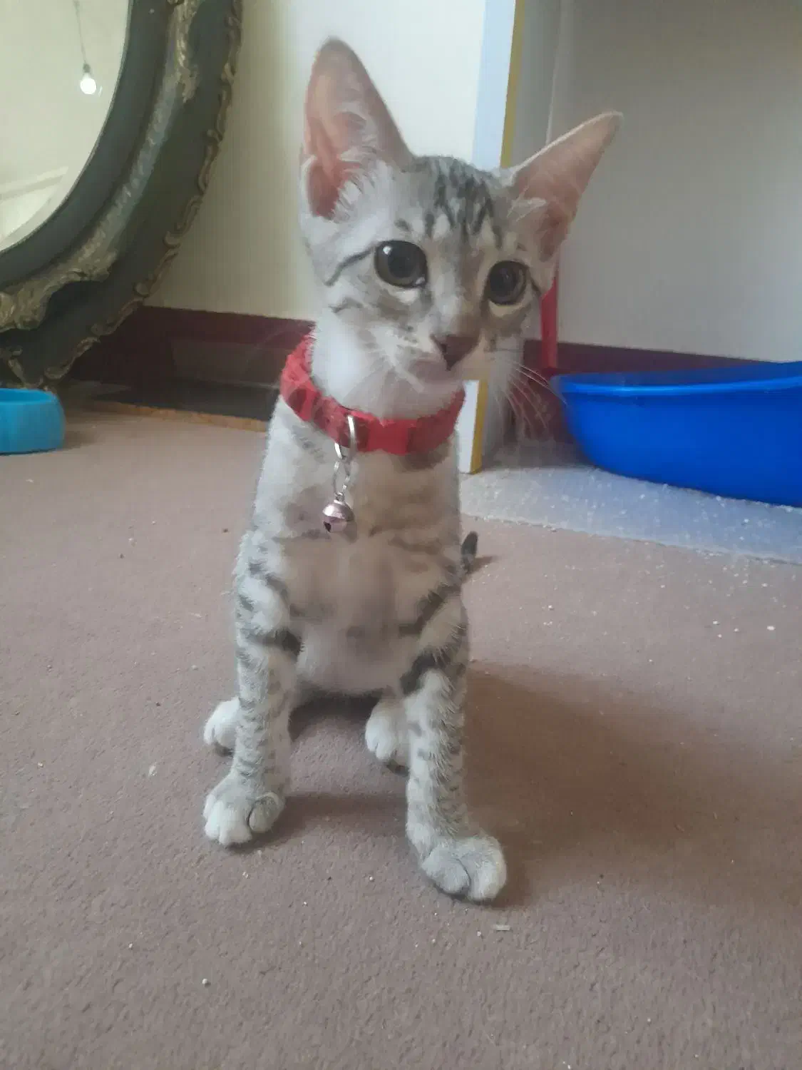 گربه میکس|گربه|گنبد کاووس, |دیوار