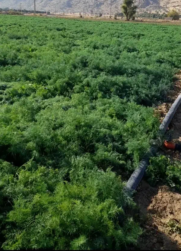 سبزی خورشتی . ماهی. آش|عمدهفروشی|بهبهان, |دیوار