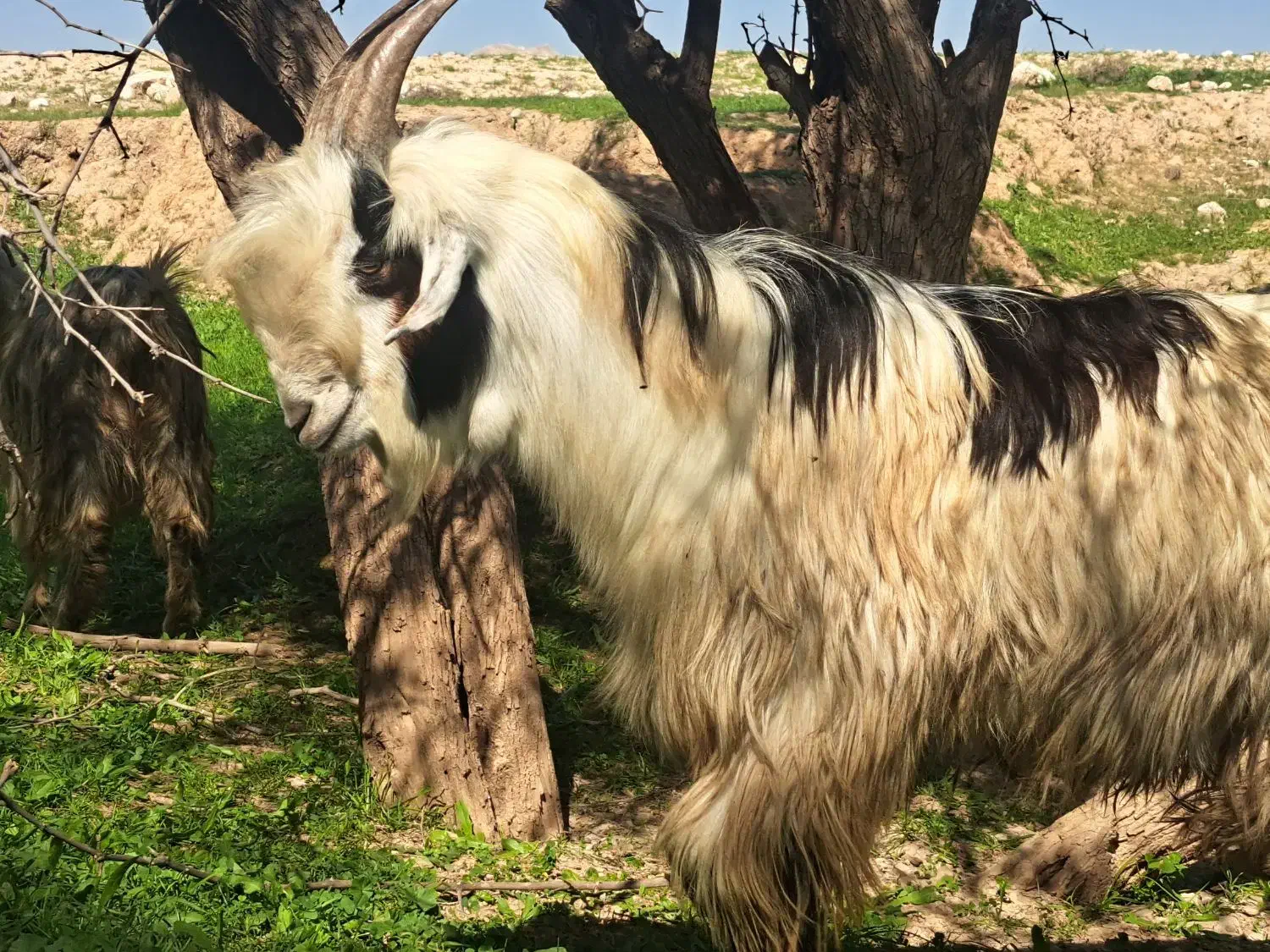 بیگ نر|حیوانات مزرعه|گتوند, |دیوار