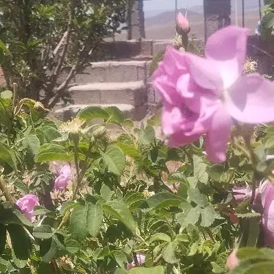 زمین|فروش زمین و ملک کلنگی|جیرفت, |دیوار