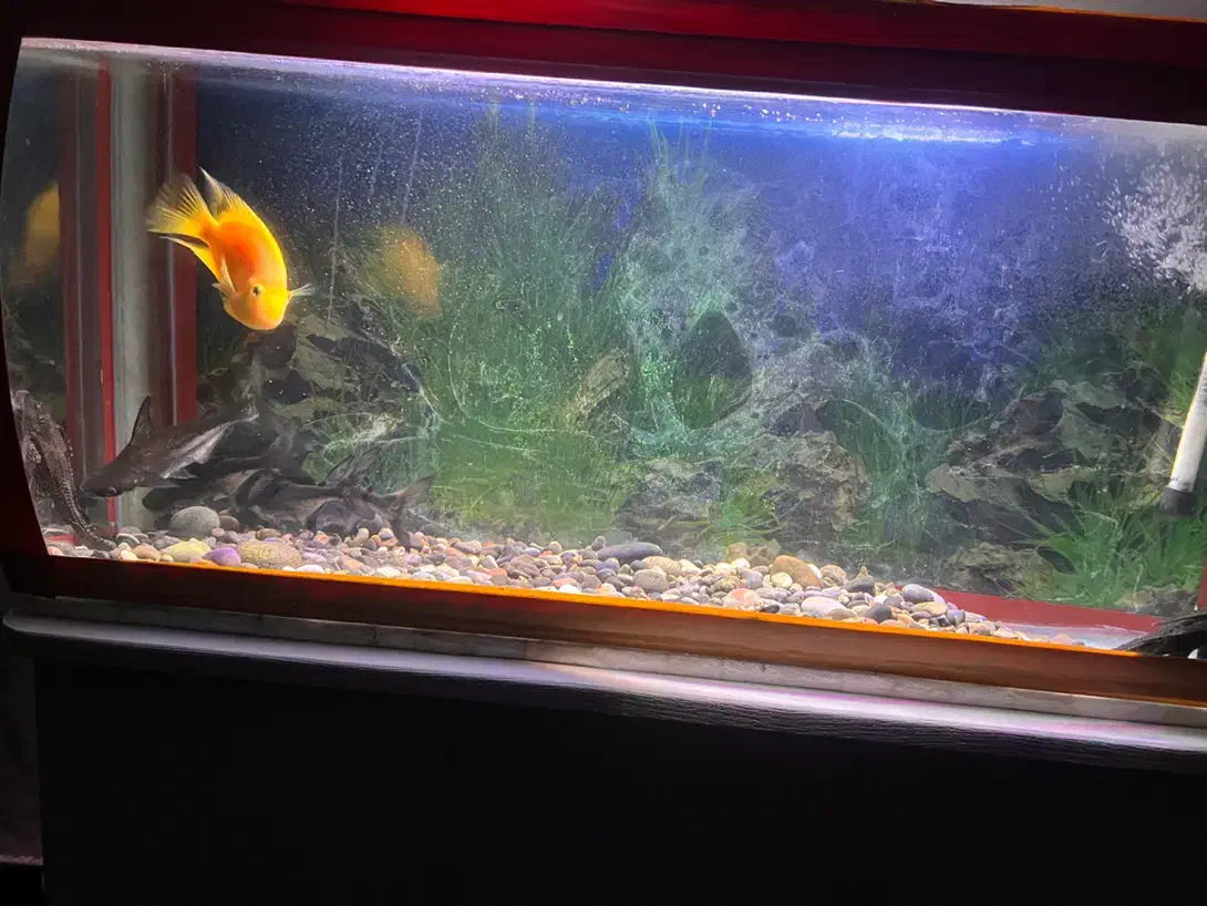 آکواریوم|ماهی|یزد, |دیوار