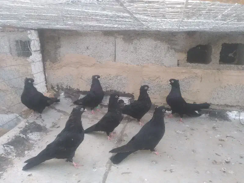 زاغی آبادانی نوک کوچیک|پرنده|اهر, |دیوار