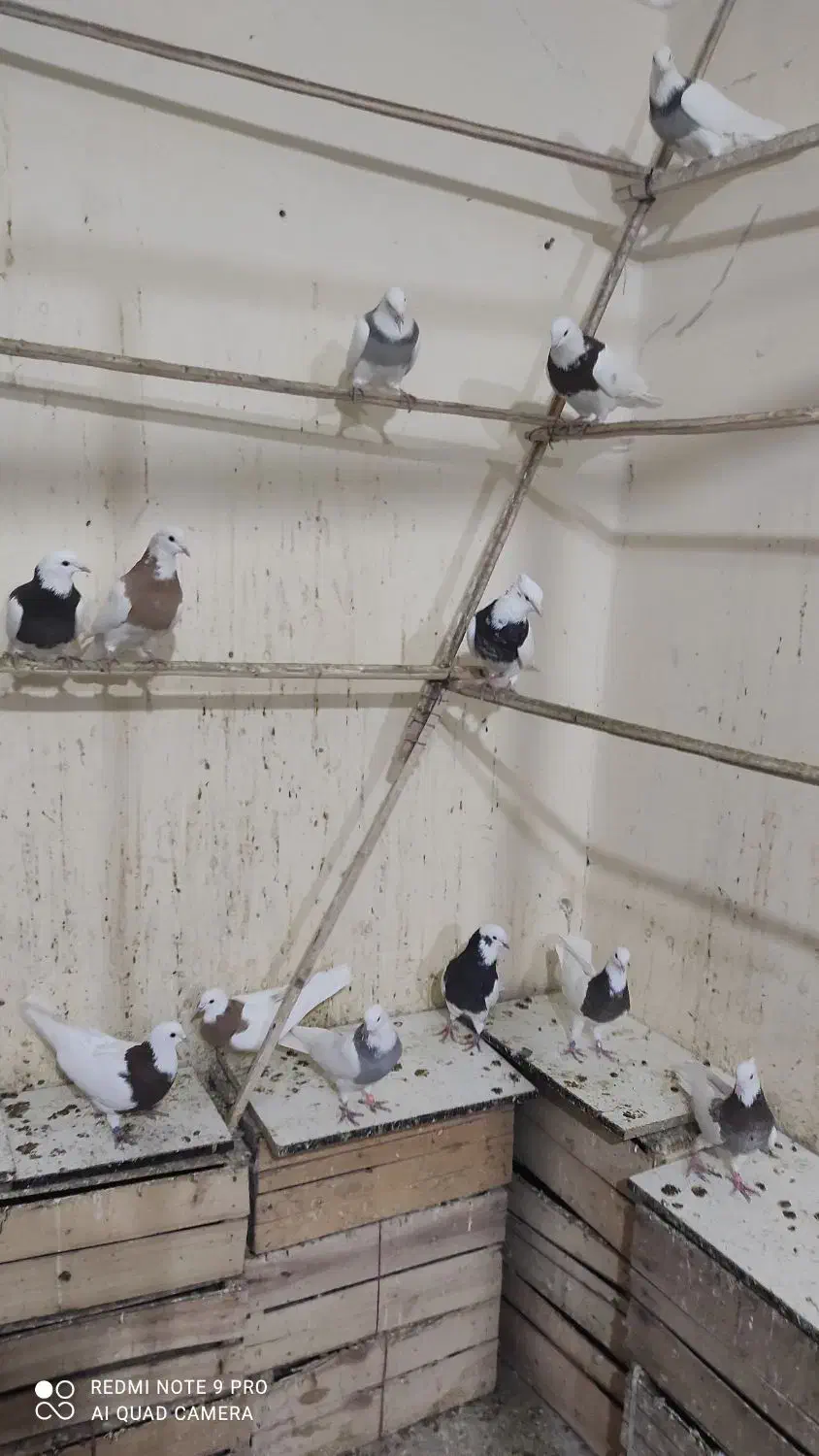 چند عدد کبوتر|پرنده|همدان, |دیوار