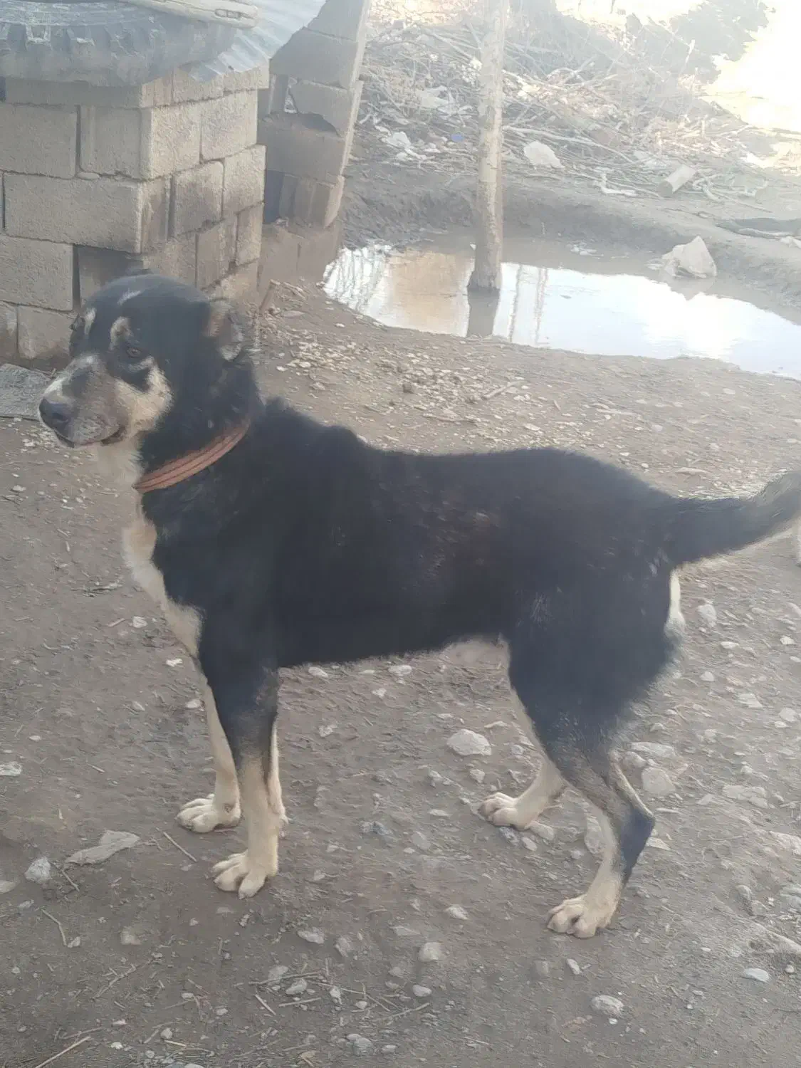 سگ نگهبان|سگ|نیشابور, قلعه نو|دیوار