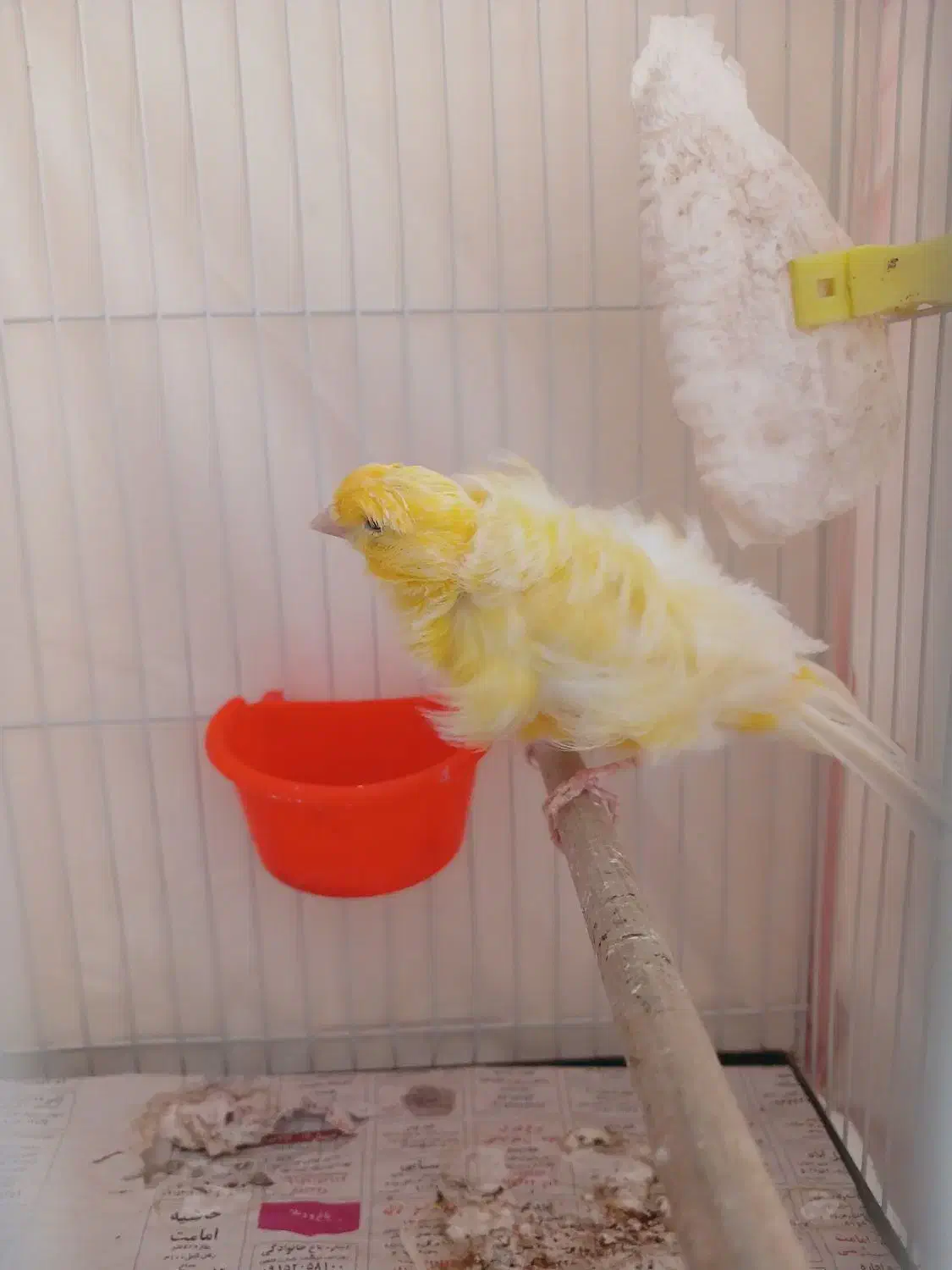 جفت قناری فری|پرنده|مشهد, شهرک مهرگان|دیوار