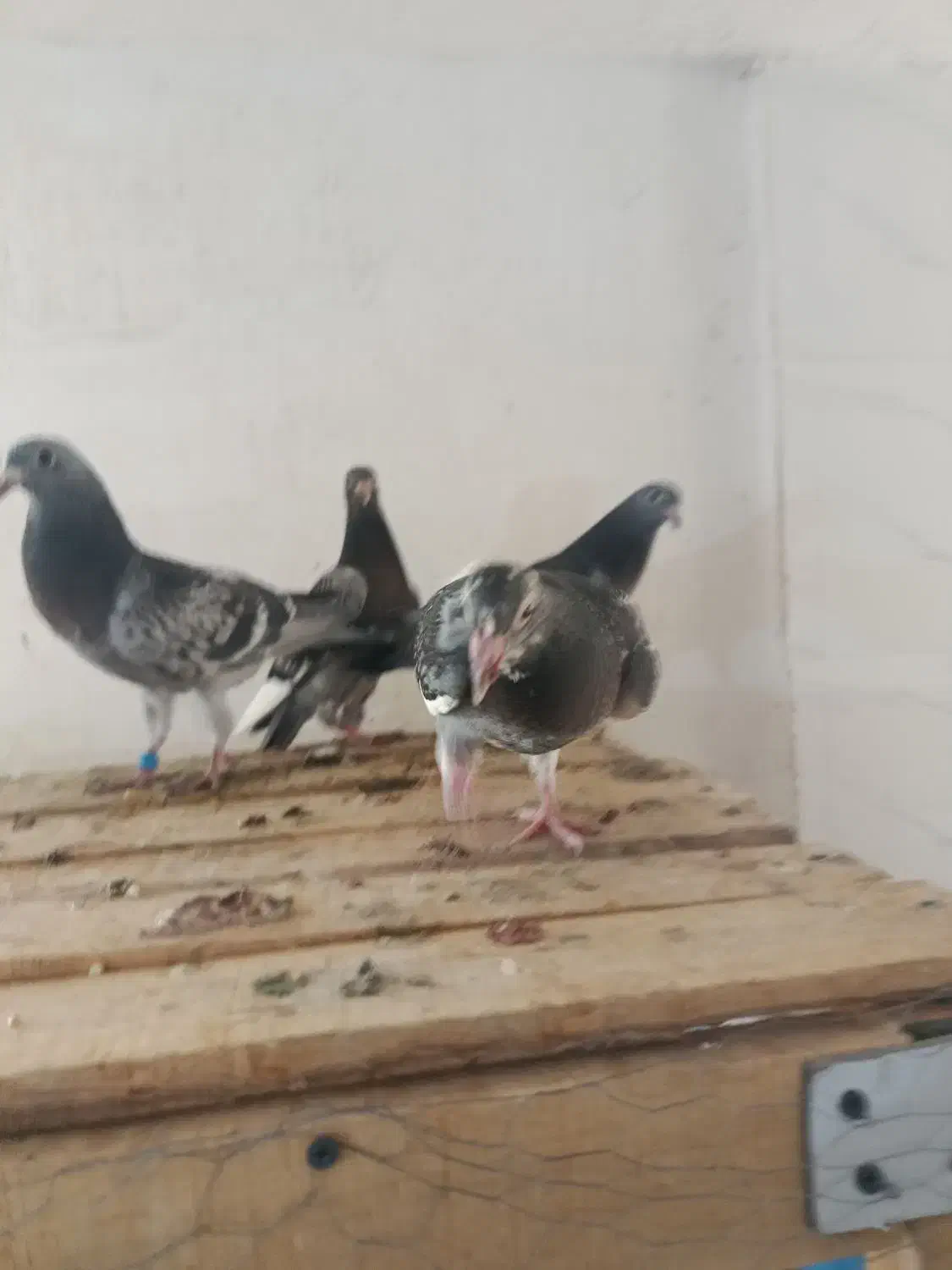 جوجه اردن خالص خالص|پرنده|خرم‌آباد, |دیوار