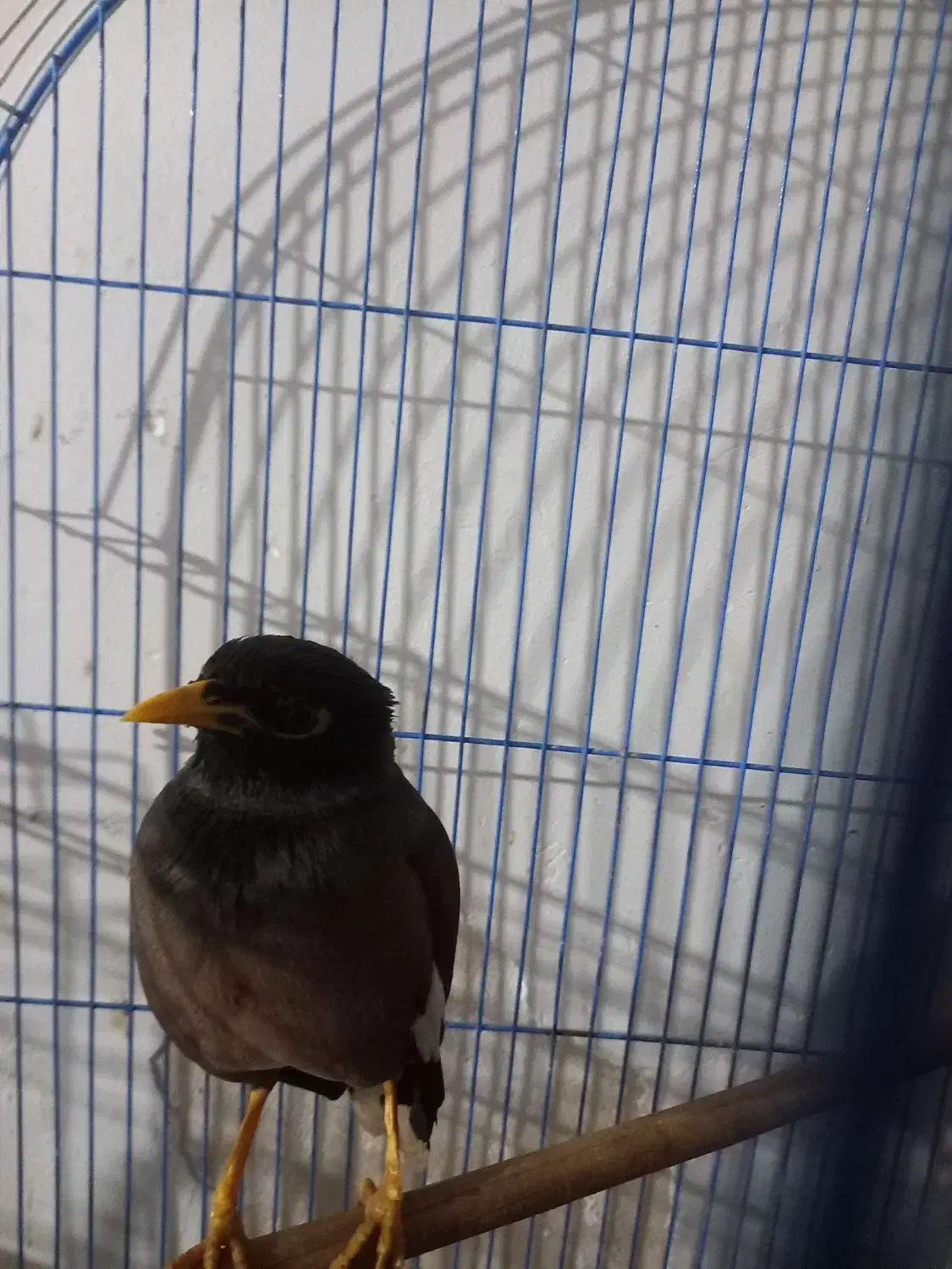 مینا سخنگو|پرنده|نکا, |دیوار