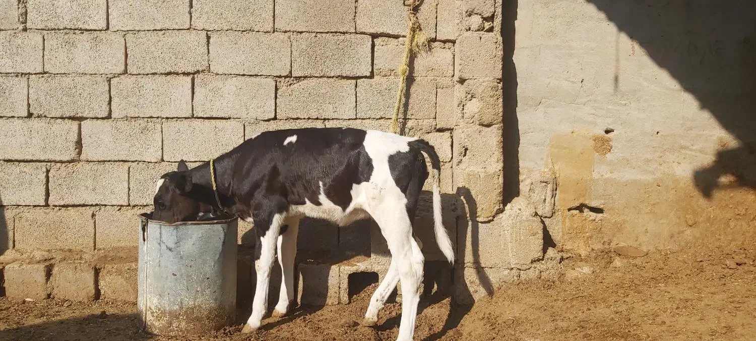 حیوانات مزرعه|حیوانات مزرعه|گتوند, |دیوار