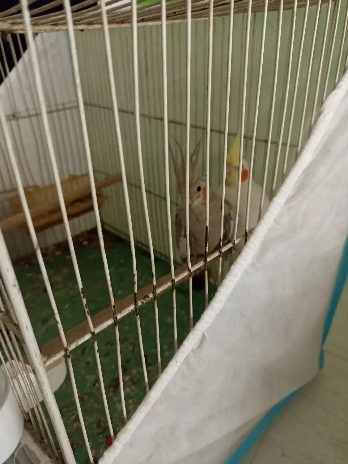 عروس هلندی جفت با لوازم معاوضه ام میکنم|پرنده|مشهد, قائم|دیوار