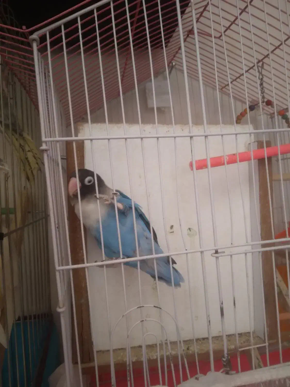 کوتوله|پرنده|بیرجند, |دیوار