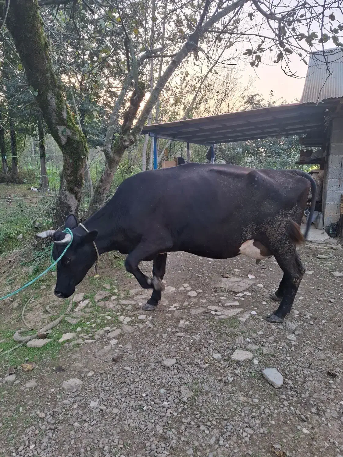 گاو دورگ با گوساله نر هلشتاین|حیوانات مزرعه|سنگر, |دیوار