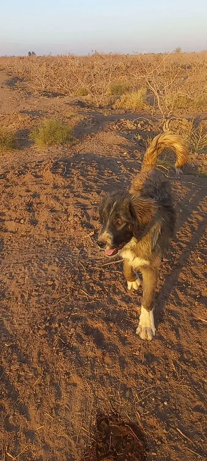 واگذاری سگ|سگ|رفسنجان, |دیوار