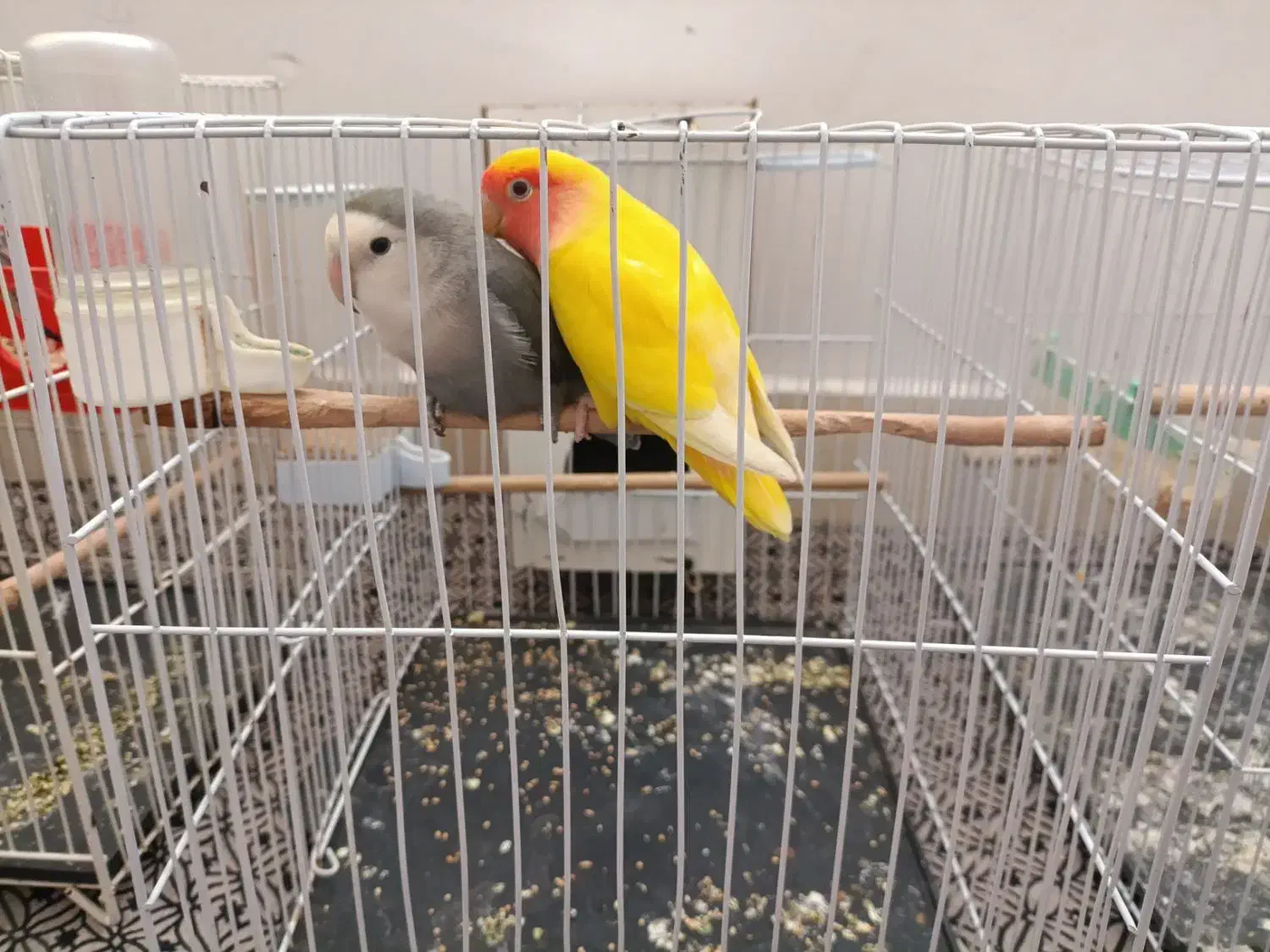 کوتوله برزیلی صورت هلویی|پرنده|تربتحیدریه, شهرک ولیعصر|دیوار