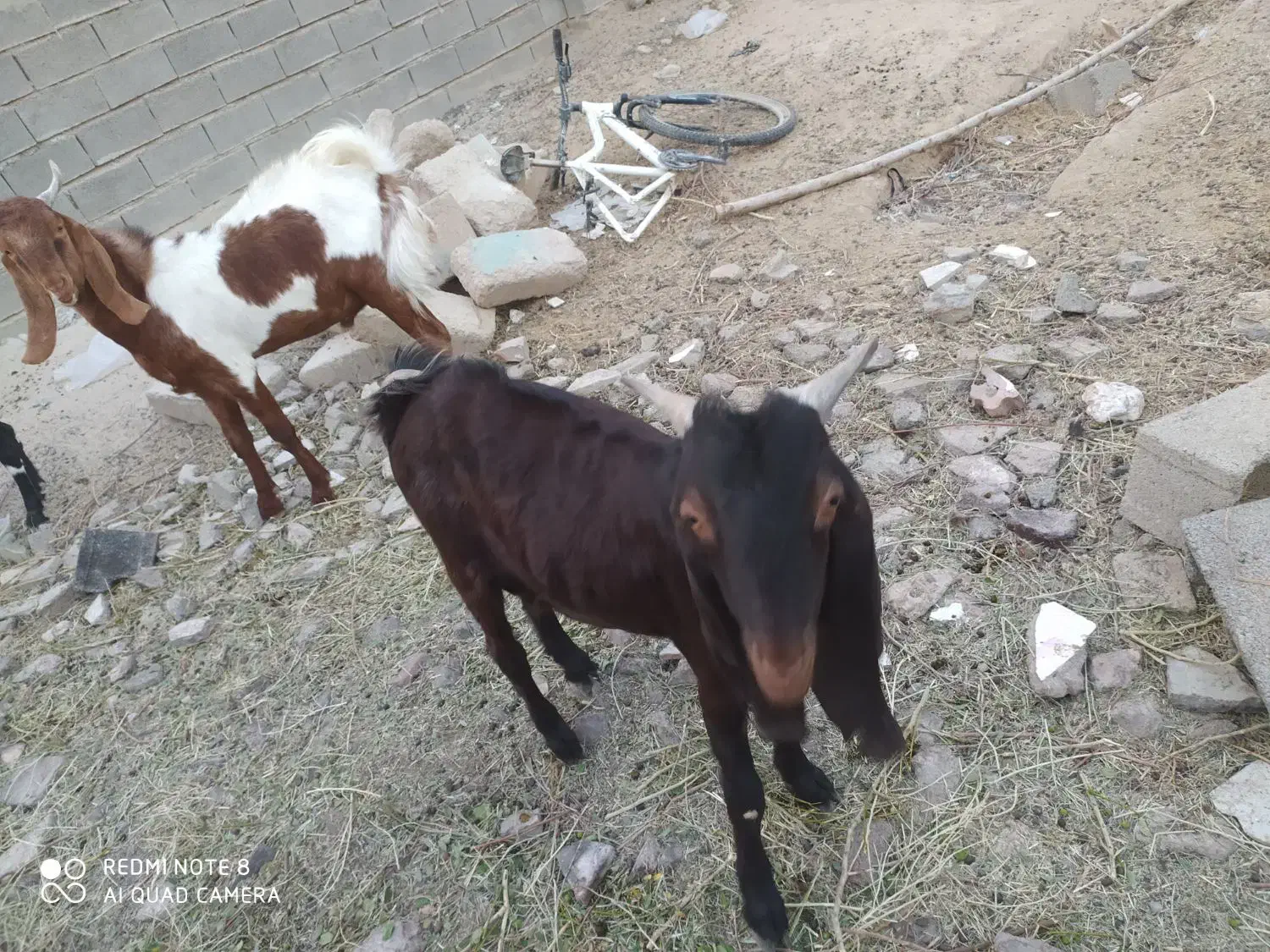 دو عدد کهره نر|حیوانات مزرعه|امیدیه, |دیوار