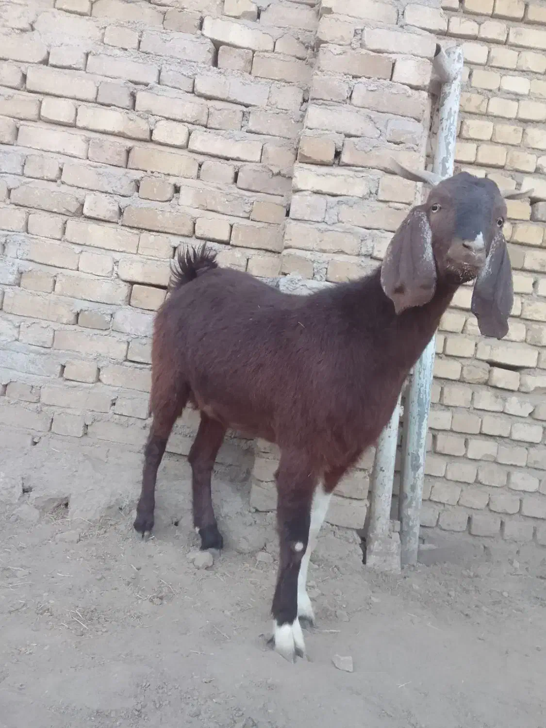 بز ماده جوان|حیوانات مزرعه|همدان, |دیوار
