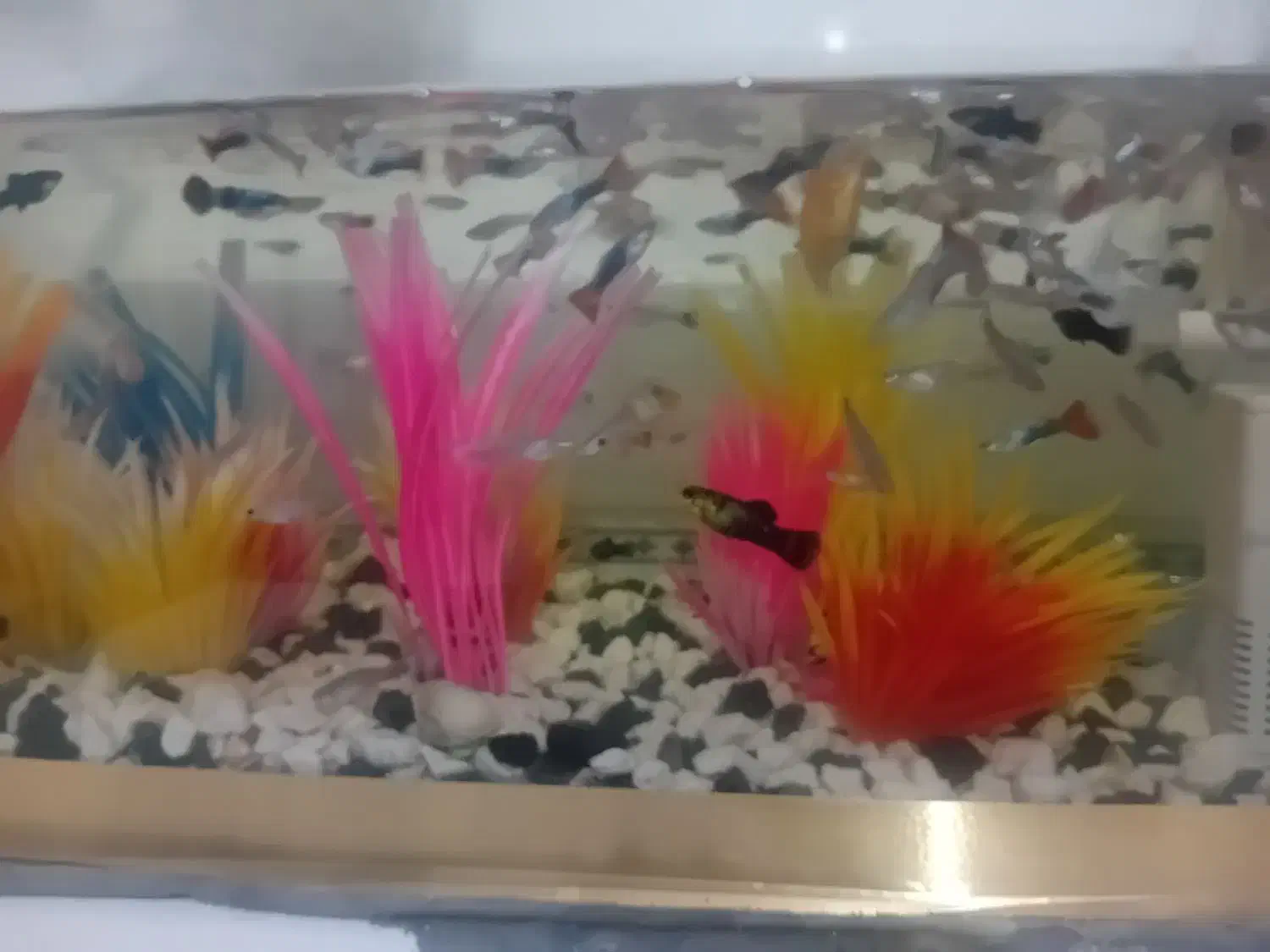 ماهی گوپی|ماهی|چناران, |دیوار