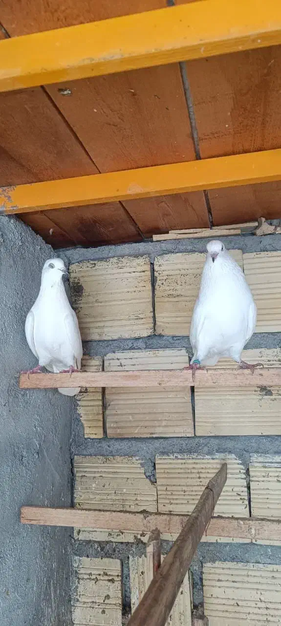 کبوتر|پرنده|درگهان, |دیوار