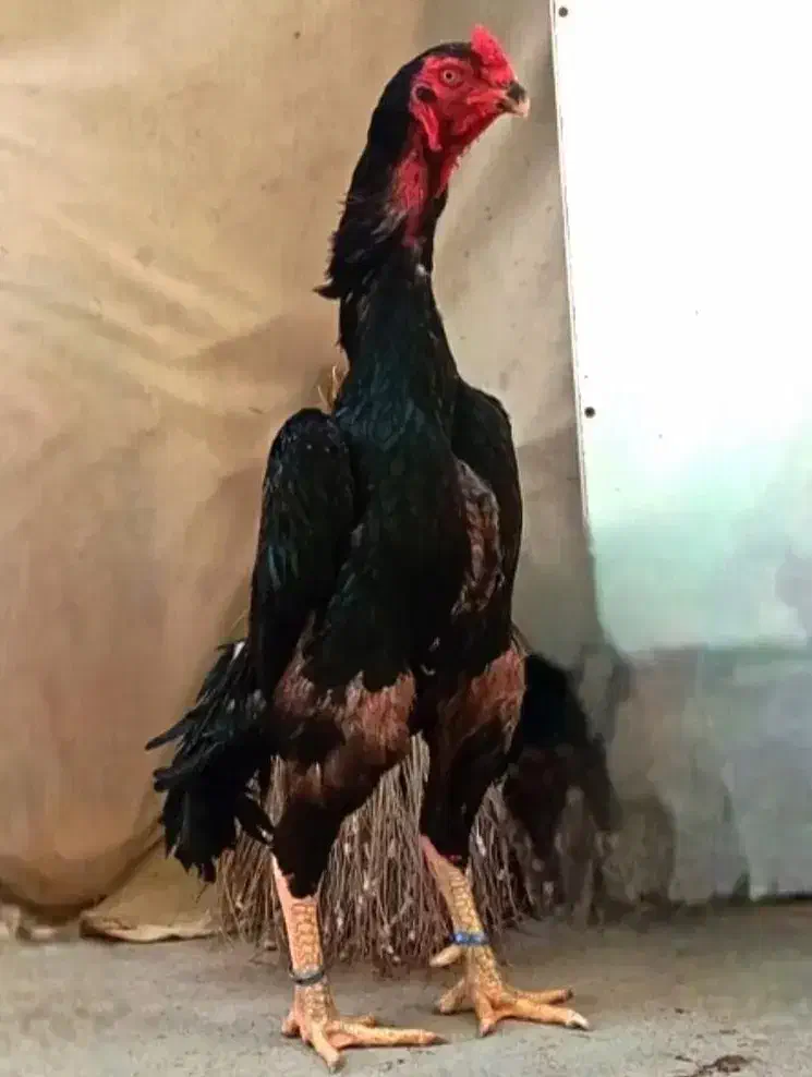 جوجه خروس اوشامو نسل ونژاد معتبرووارداتی|حیوانات مزرعه|مشگین شهر, |دیوار