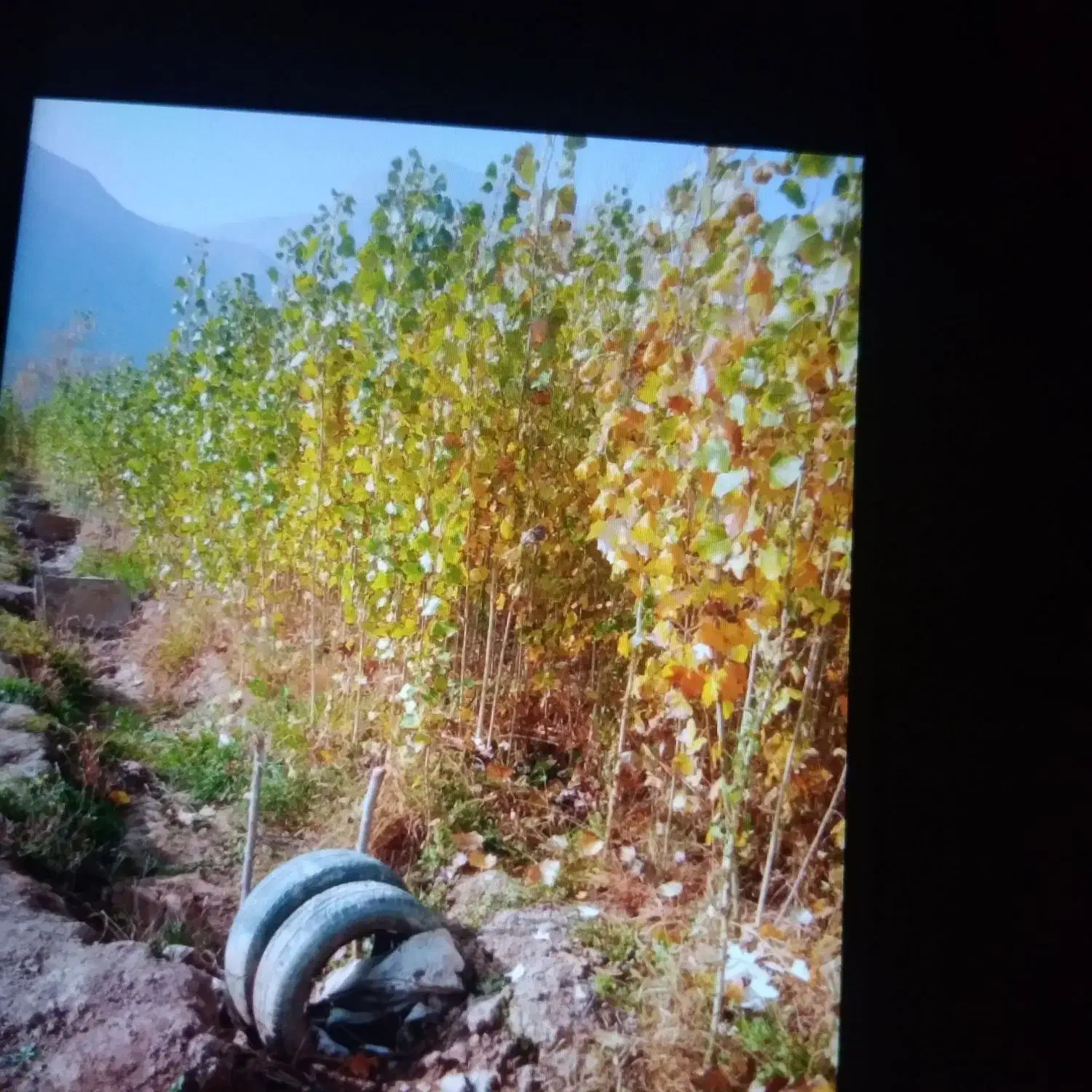 نهال سنوبریک سال|گل و گیاه طبیعی|قره ضیاالدین, |دیوار