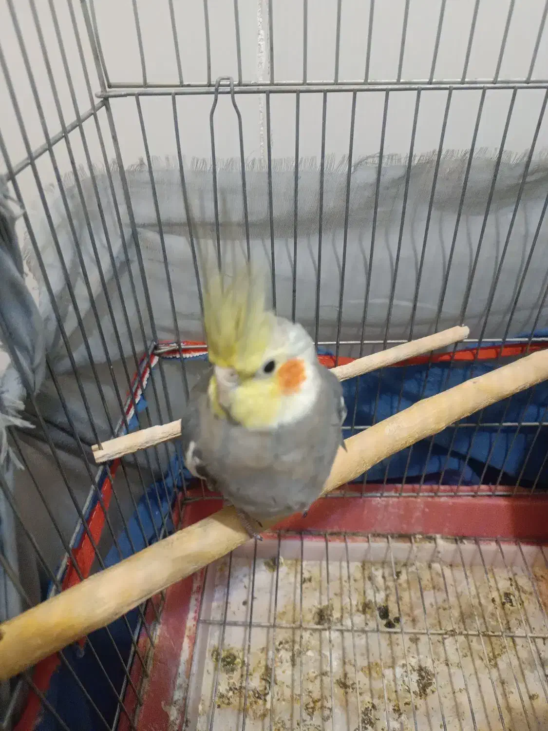 عروس هلندی نرباقفس|پرنده|ششده و قره بلاغ, |دیوار