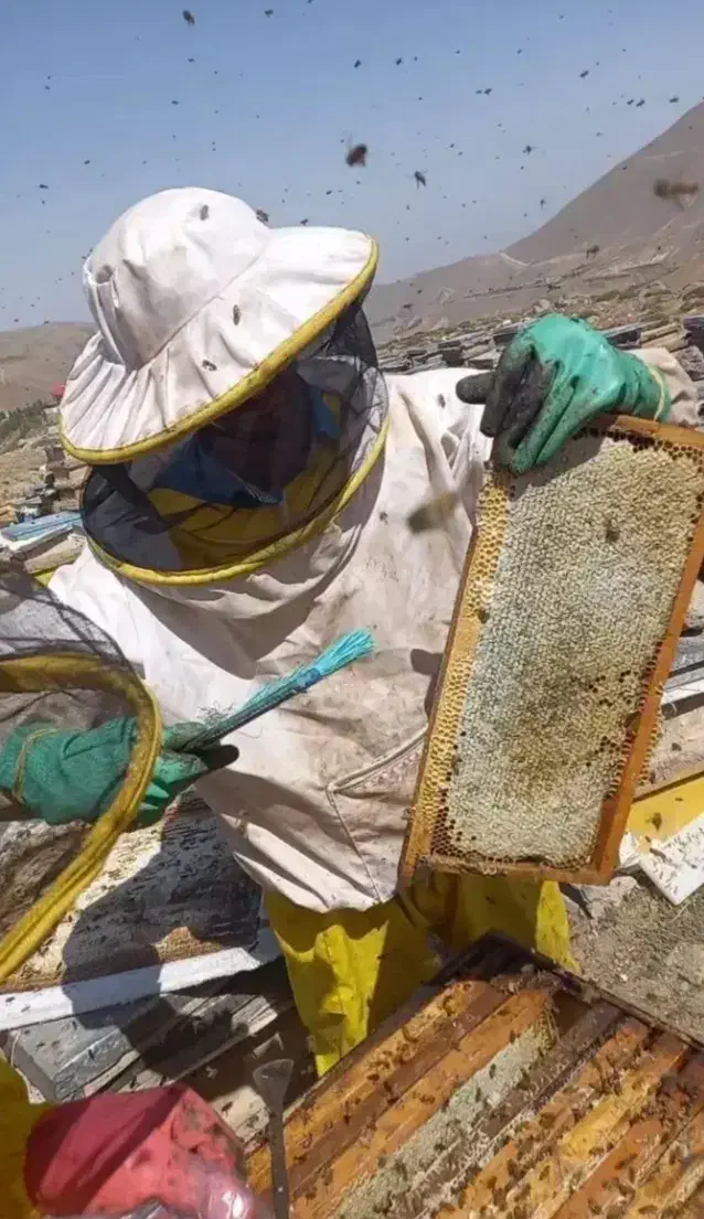 عسل بشرط طبیعی تضمینی فقط ۵۰۰هزارزیرقیمت بازار|خوردنی و آشامیدنی|سقز, |دیوار