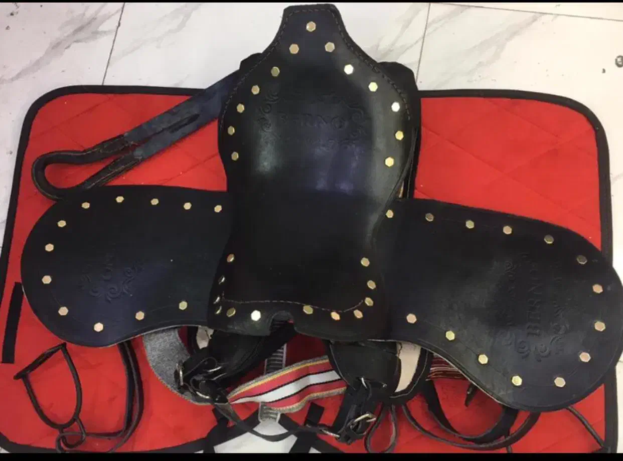 اسب . زین اسب|اسب و تجهیزات اسبسواری|بندرعباس, |دیوار