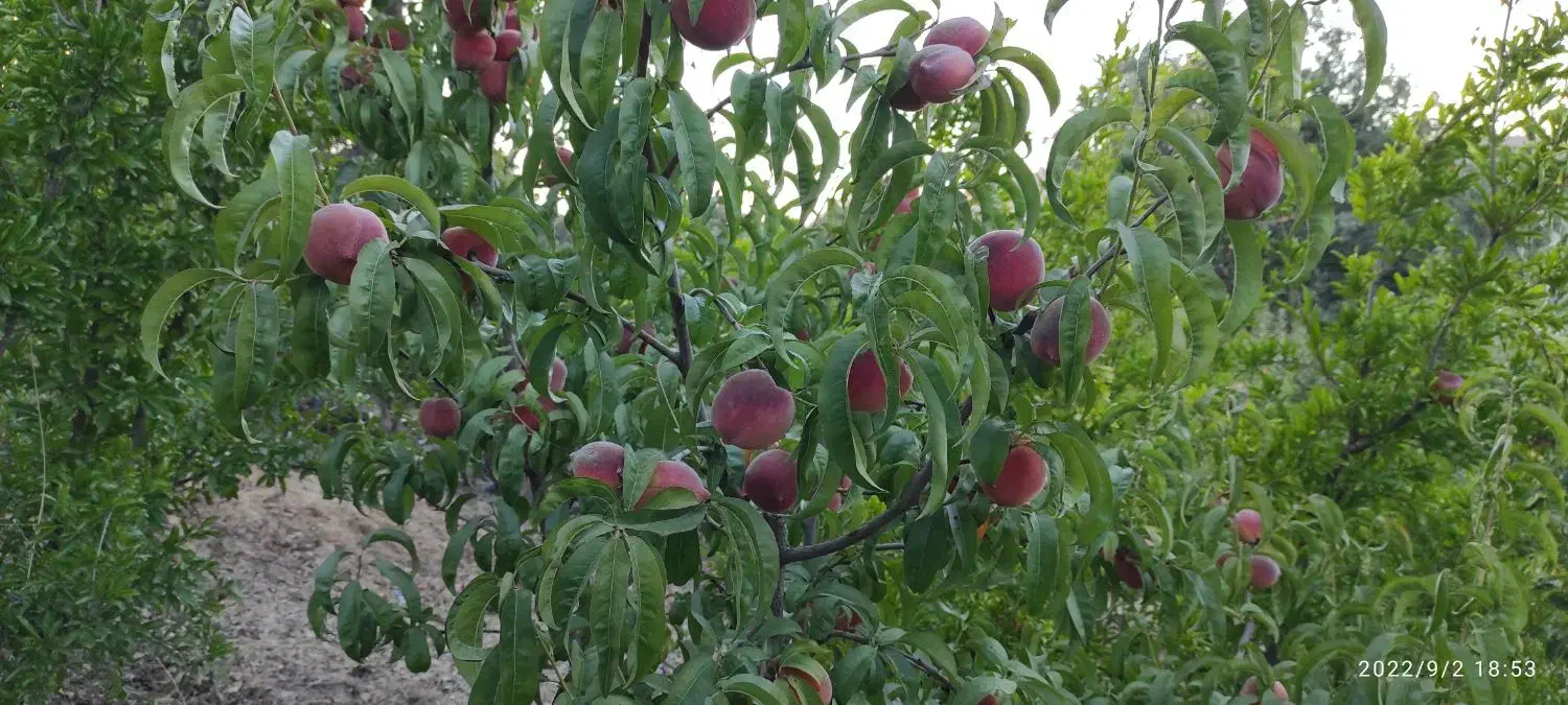 نیروی باغ|استخدام خدمات فروشگاه و رستوران|سیسخت, |دیوار