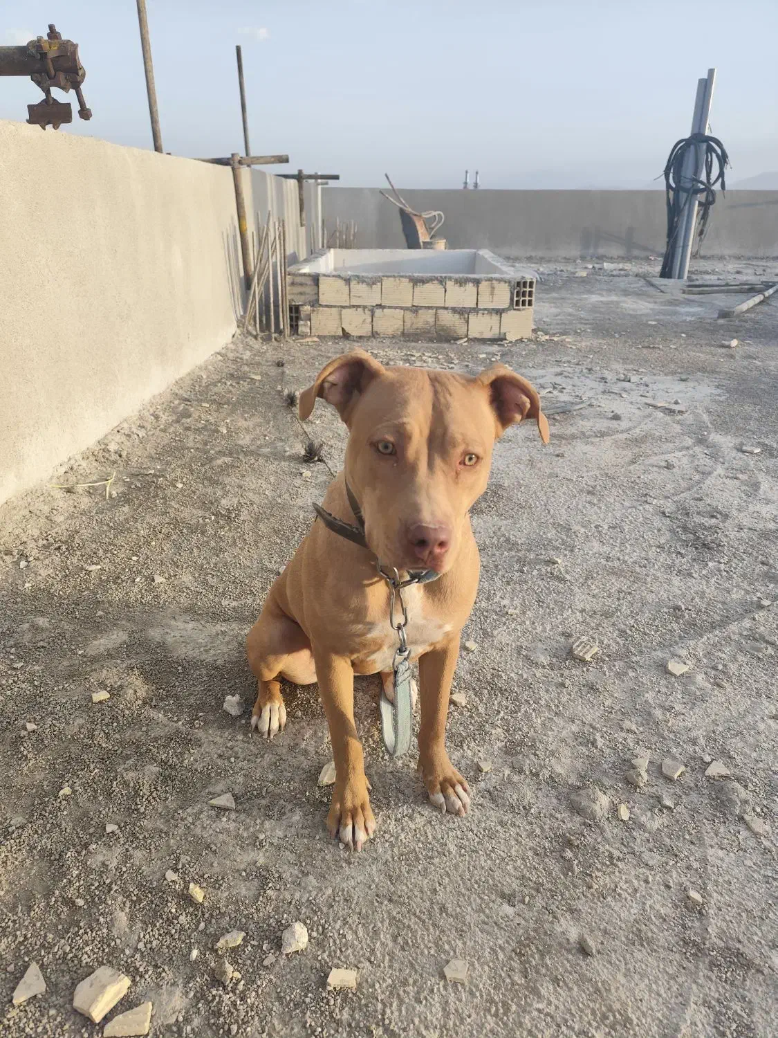 سگ پیت بول تریر|سگ|آباده, |دیوار