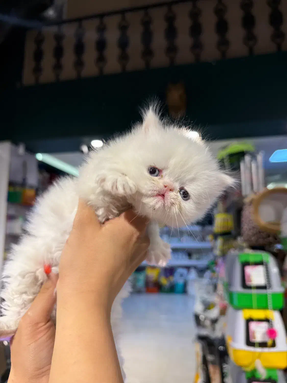 گربه پرشین اگزوتیک|گربه|کرمانشاه, |دیوار