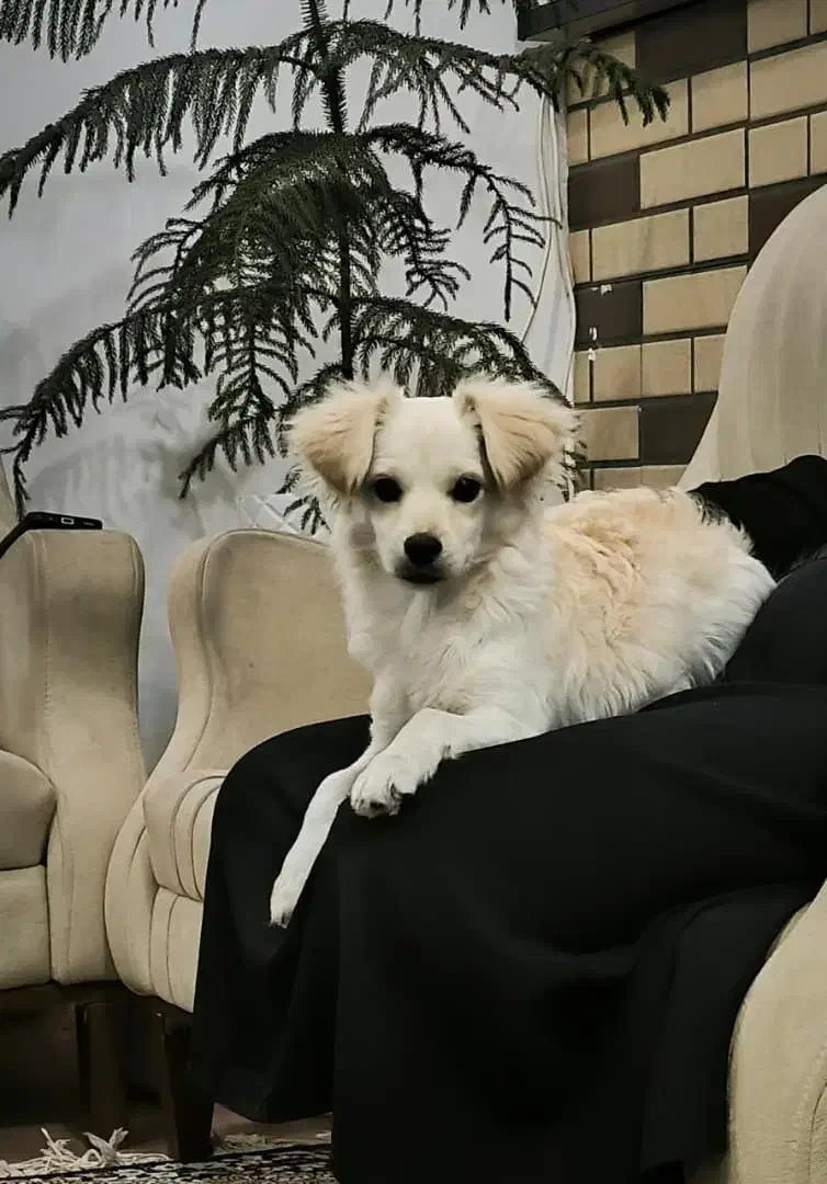 فروش فوری توله|سگ|کرمان, |دیوار