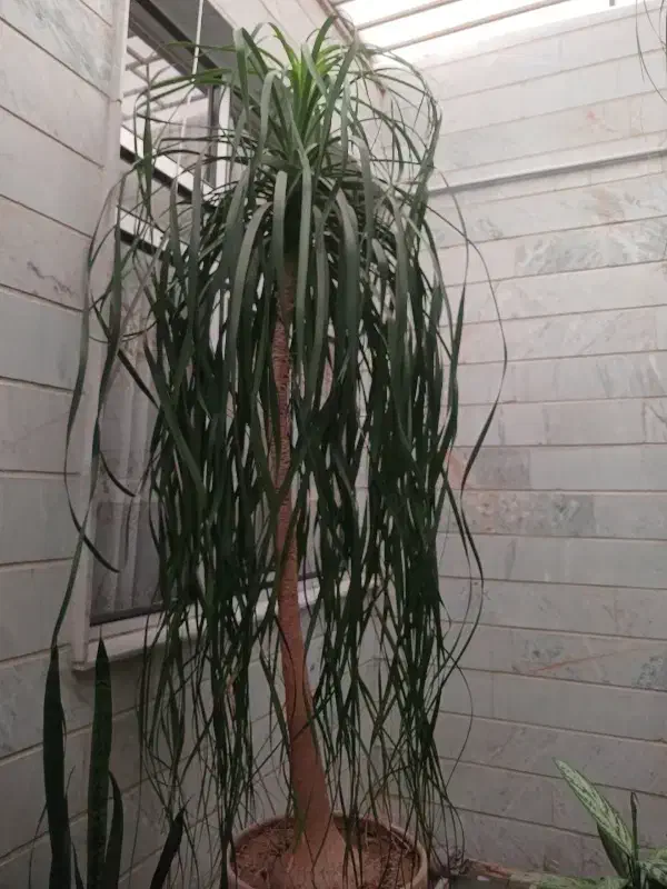 گل لیندا فروشی|گل و گیاه طبیعی|وحیدیه, |دیوار